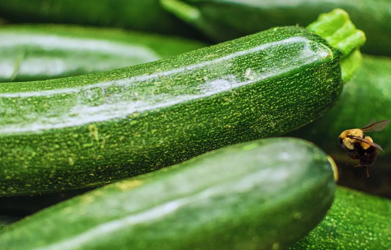 Zucchine giganti senza trattamenti: il segreto è nel compost di bucce Zucchine giganti senza trattamenti: il segreto è nel compost di bucce