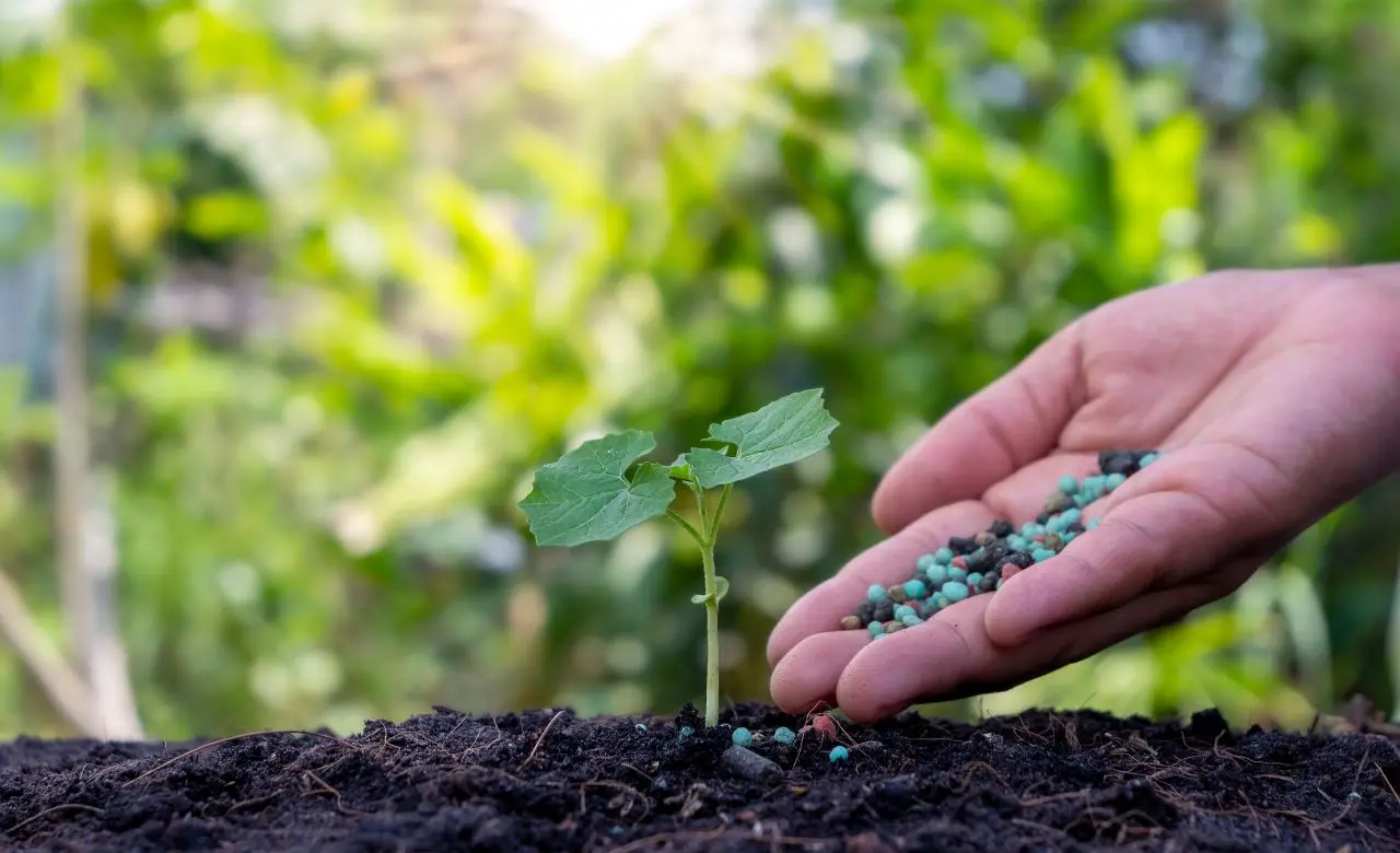 Il mix di compost e tè: fertilizzante fai-da-te per piante da balcone Il mix di compost e tè: fertilizzante fai-da-te per piante da balcone
