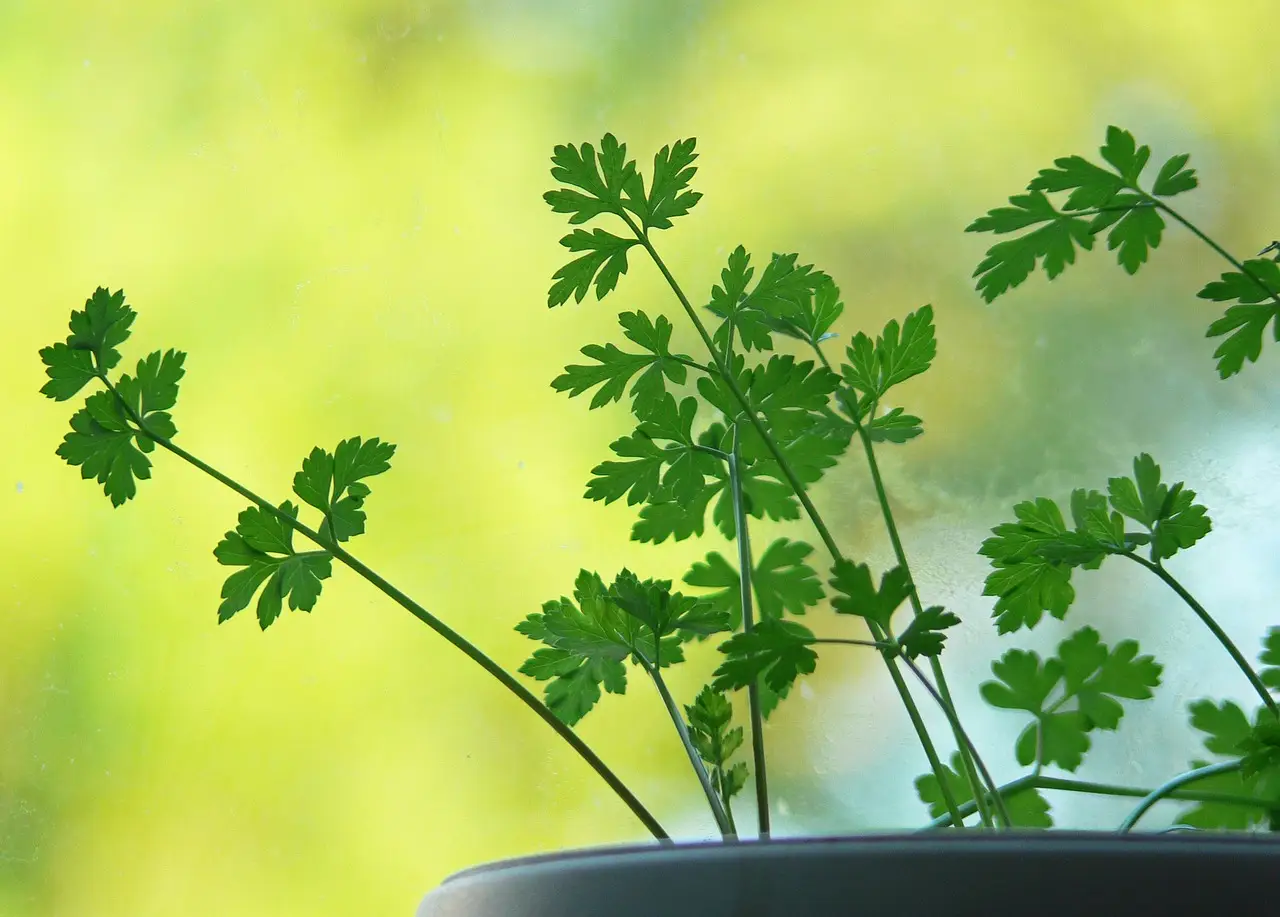 Spezie sul balcone: come coltivare coriandolo e origano tutto l’anno Spezie sul balcone: come coltivare coriandolo e origano tutto l’anno