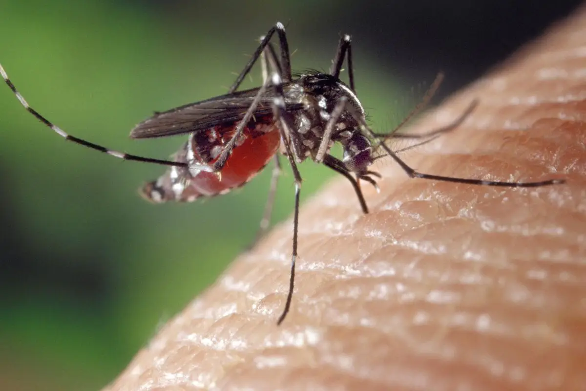 Trattamento antizanzare naturale: piante che puoi coltivare in vaso Trattamento antizanzare naturale: piante che puoi coltivare in vaso