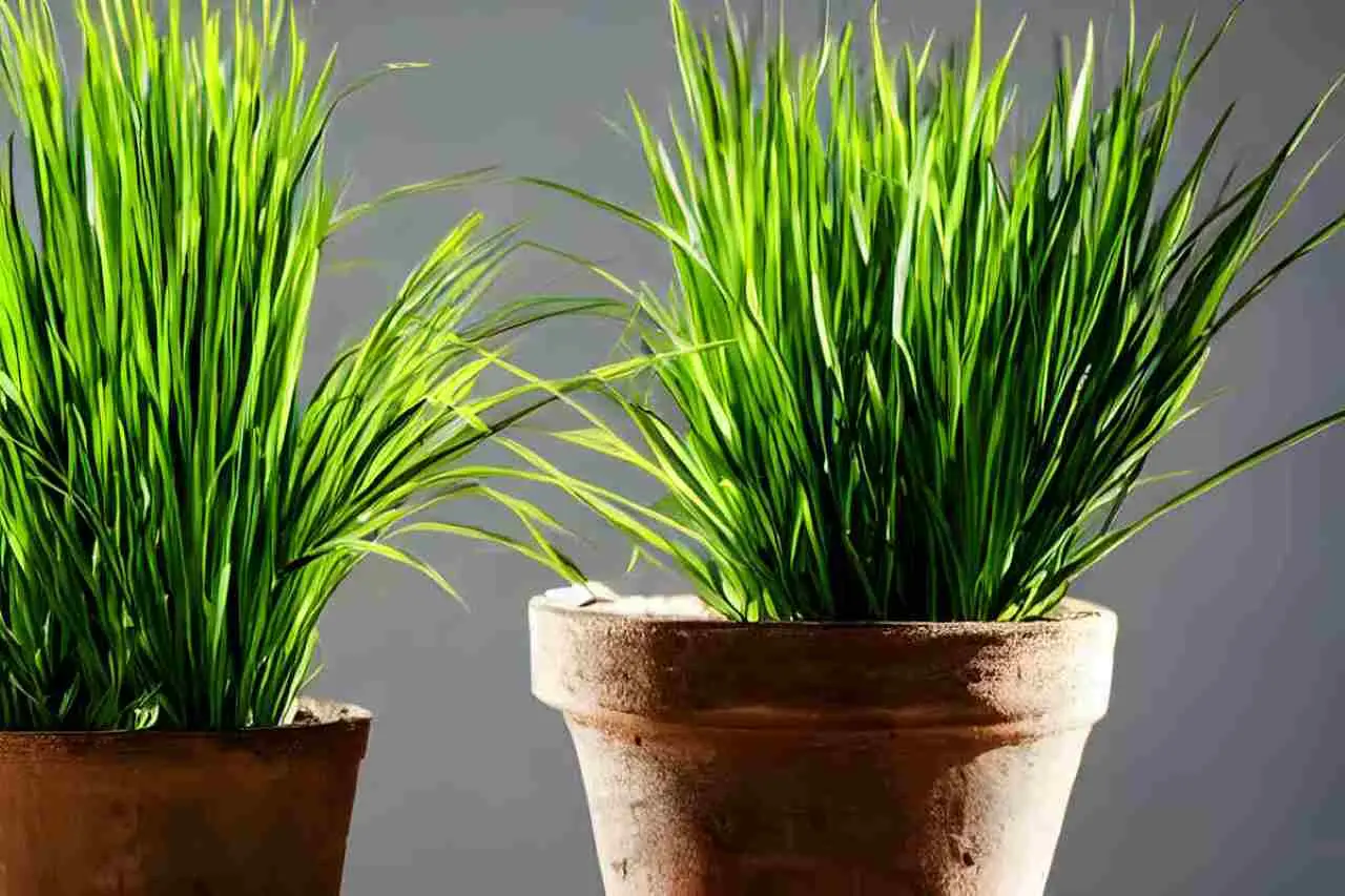 Trattamento antizanzare naturale: piante che puoi coltivare in vaso Trattamento antizanzare naturale: piante che puoi coltivare in vaso