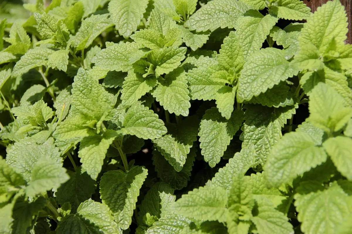 Trattamento antizanzare naturale: piante che puoi coltivare in vaso Trattamento antizanzare naturale: piante che puoi coltivare in vaso