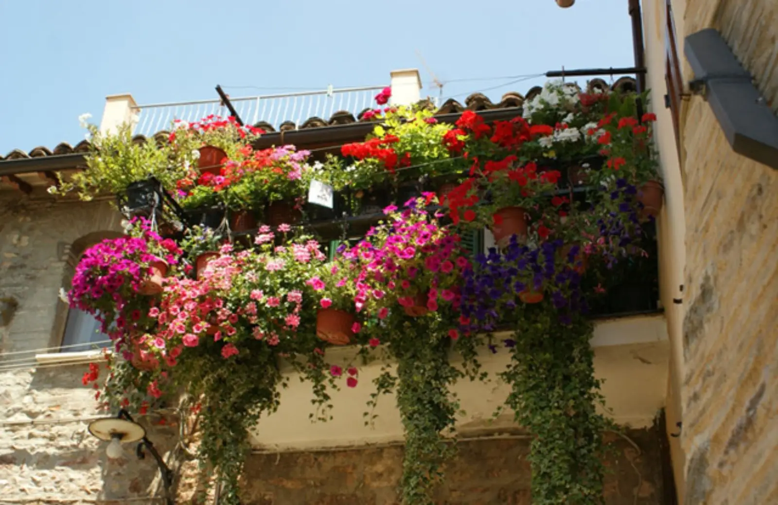 Vuoi piante sempre rigogliose in balcone? Ecco la soluzione semplice che devi sapere Vuoi piante sempre rigogliose in balcone? Ecco la soluzione semplice che devi sapere