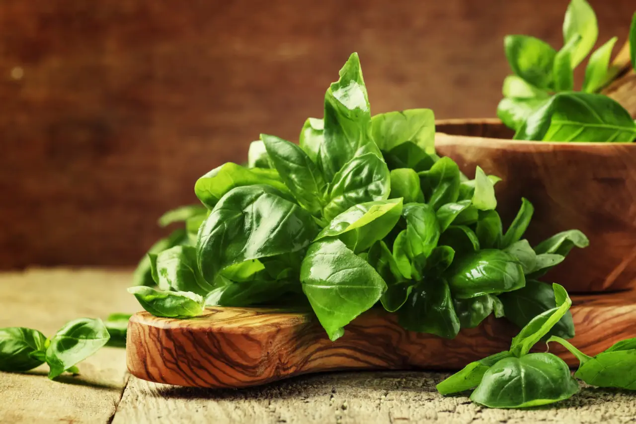 Foglie ingiallite sulla pianta di basilico: il rimedio domestico dimenticato da molti Foglie ingiallite sulla pianta di basilico: il rimedio domestico dimenticato da molti