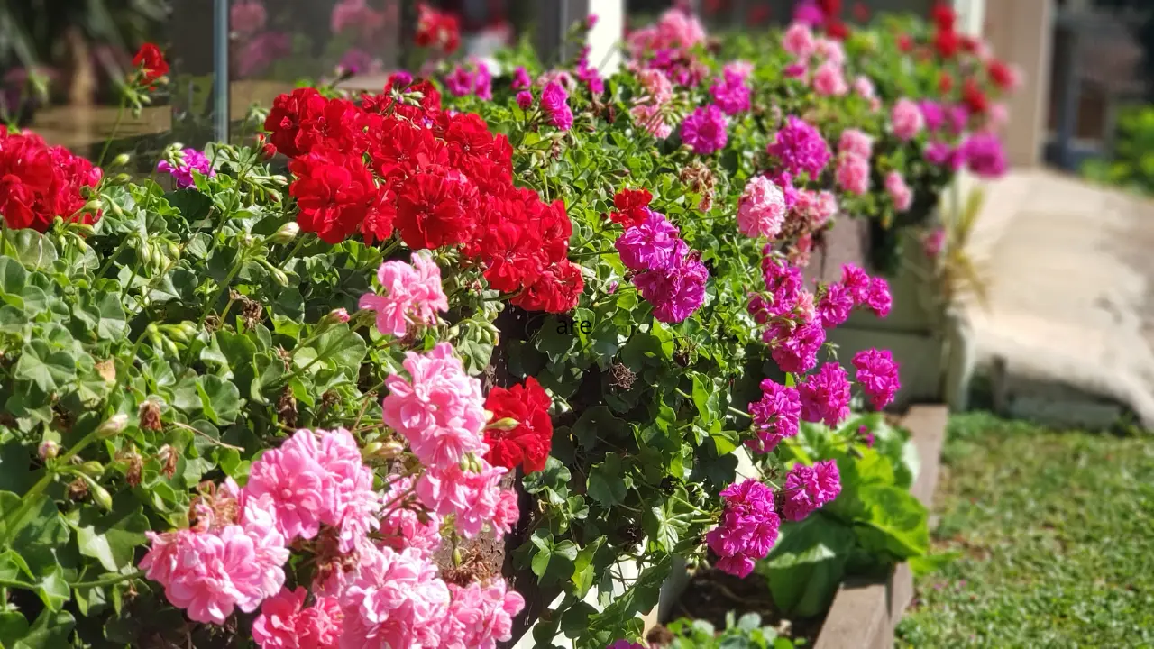 Vuoi gerani rigogliosi anche in balcone? Ecco come fertilizzarli in modo efficace Vuoi gerani rigogliosi anche in balcone? Ecco come fertilizzarli in modo efficace