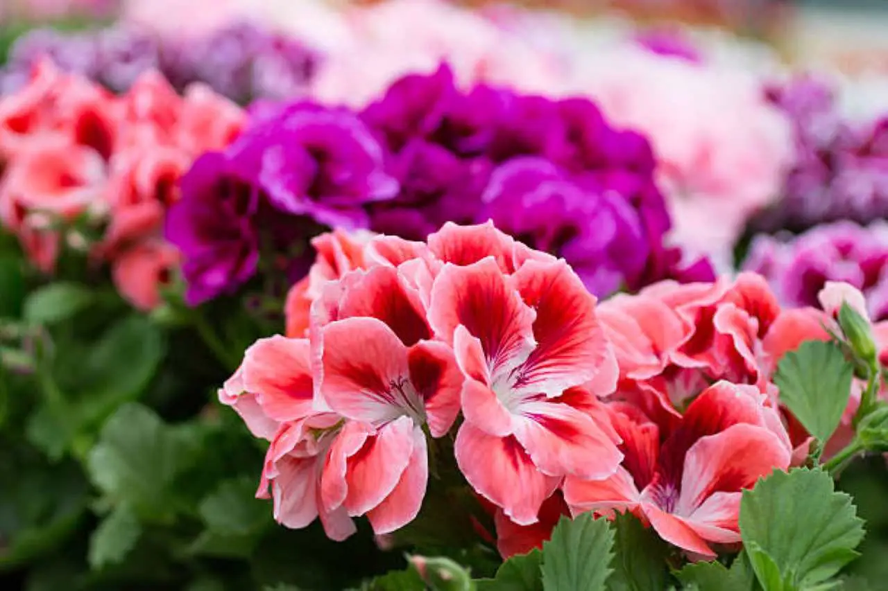 Scopri il fertilizzante naturale che trasforma i gerani in un tripudio di fiori vivaci Scopri il fertilizzante naturale che trasforma i gerani in un tripudio di fiori vivaci