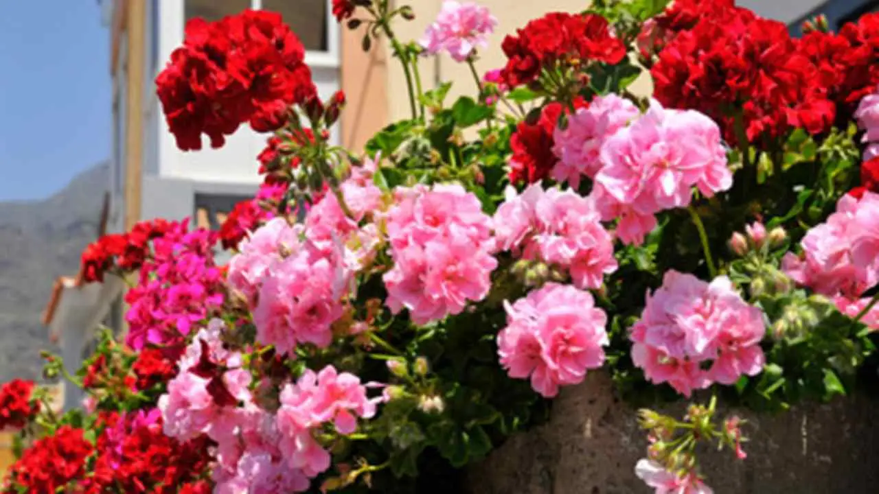 Cosa fare subito se i fiori dei tuoi gerani stanno appassendo: soluzioni rapide Cosa fare subito se i fiori dei tuoi gerani stanno appassendo: soluzioni rapide