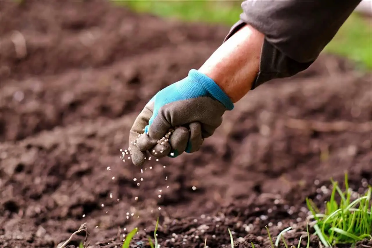 Come preparare il concime organico perfetto per gerani dai petali intensi e duraturi Come preparare il concime organico perfetto per gerani dai petali intensi e duraturi