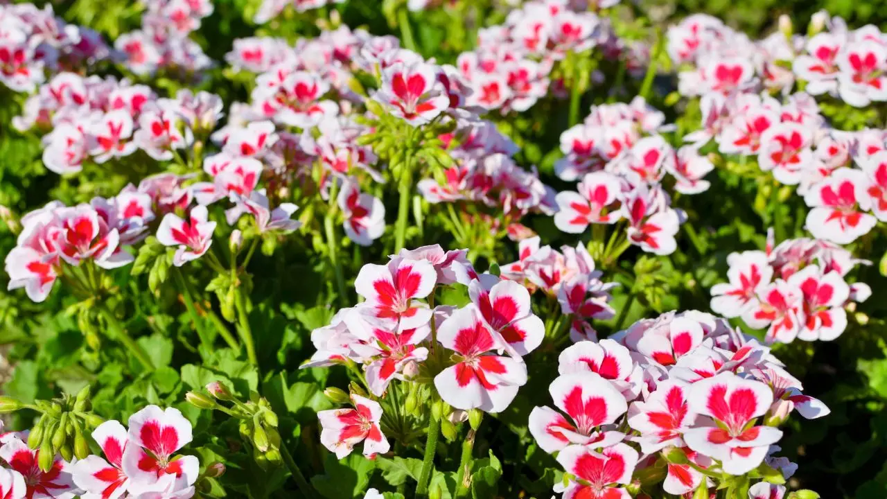 Gerani senza fioritura? Svelato il mix liquido che stimola una crescita straordinaria Gerani senza fioritura? Svelato il mix liquido che stimola una crescita straordinaria
