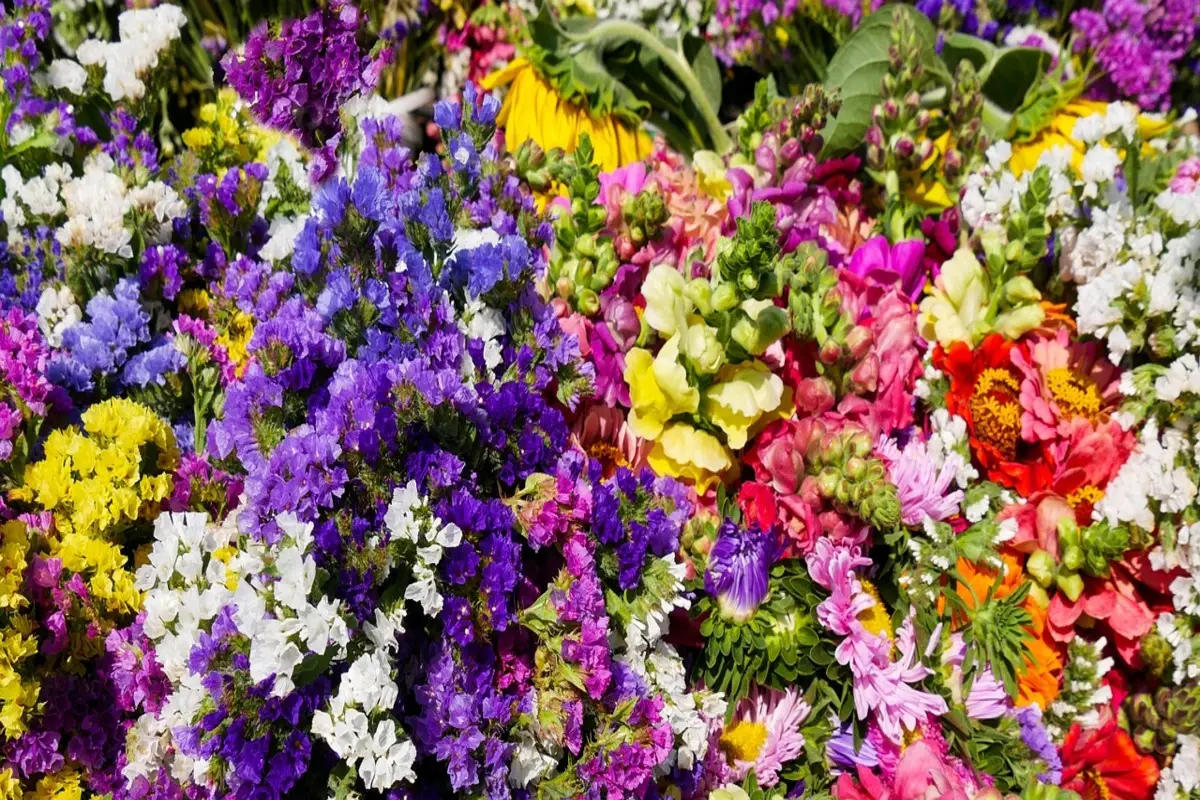 Non conosci questo additivo? Ottieni fioriture esuberanti per tutta la stagione Non conosci questo additivo? Ottieni fioriture esuberanti per tutta la stagione