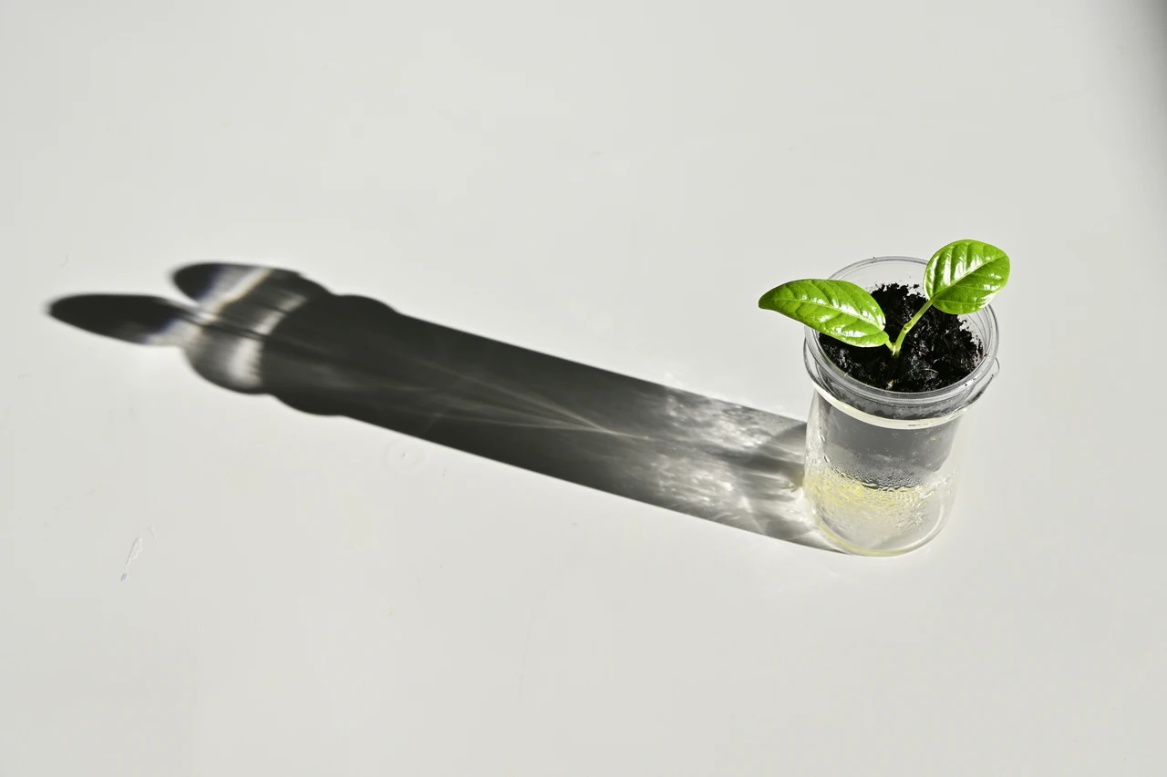 Non conosci questo additivo? Ottieni fioriture esuberanti per tutta la stagione Non conosci questo additivo? Ottieni fioriture esuberanti per tutta la stagione