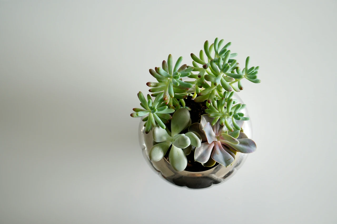 Non conosci questo additivo? Ottieni fioriture esuberanti per tutta la stagione Non conosci questo additivo? Ottieni fioriture esuberanti per tutta la stagione