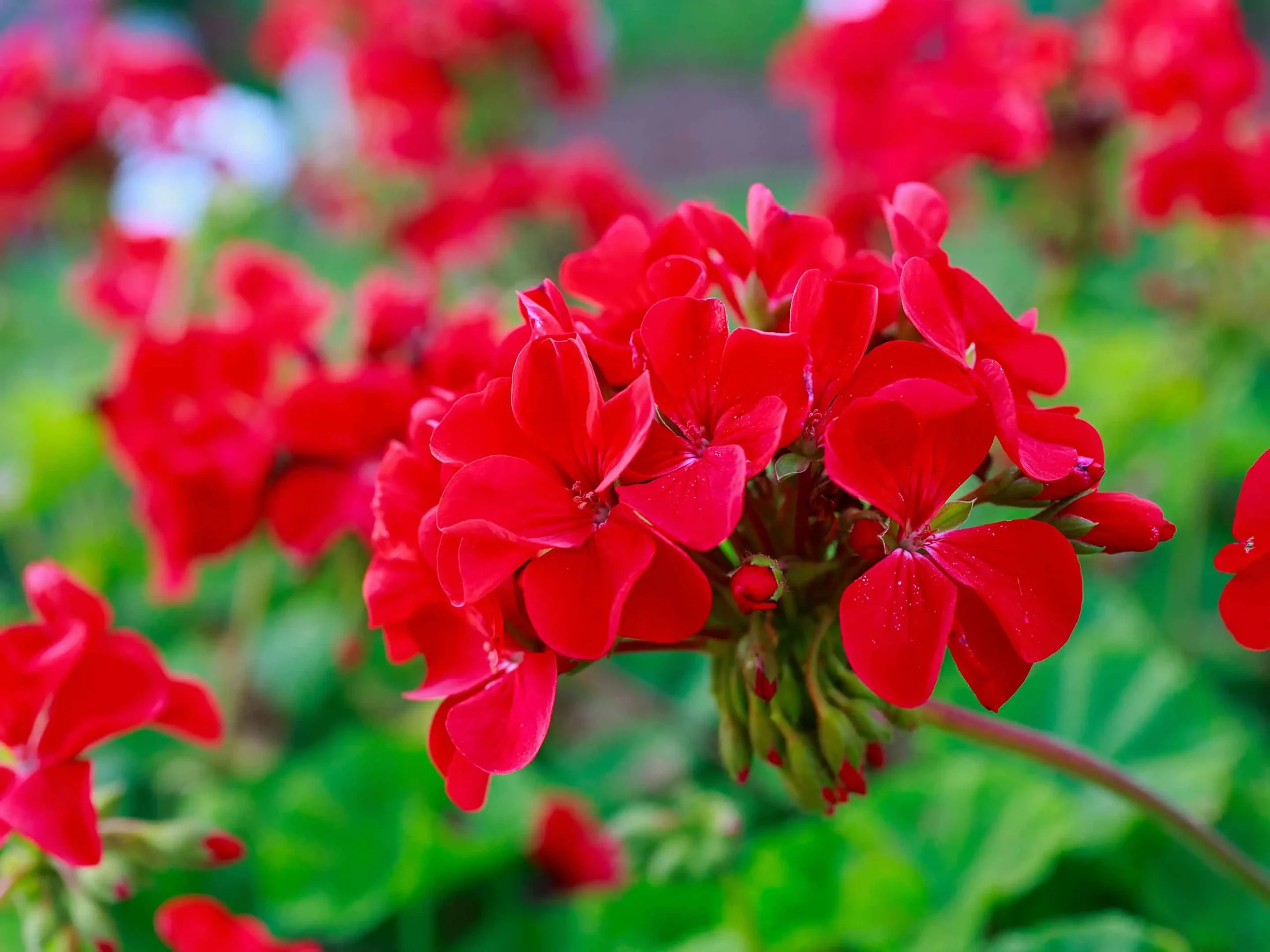 La guida definitiva: tutto sull’idratazione efficace dei gerani per fiori sempre vivi La guida definitiva: tutto sull’idratazione efficace dei gerani per fiori sempre vivi
