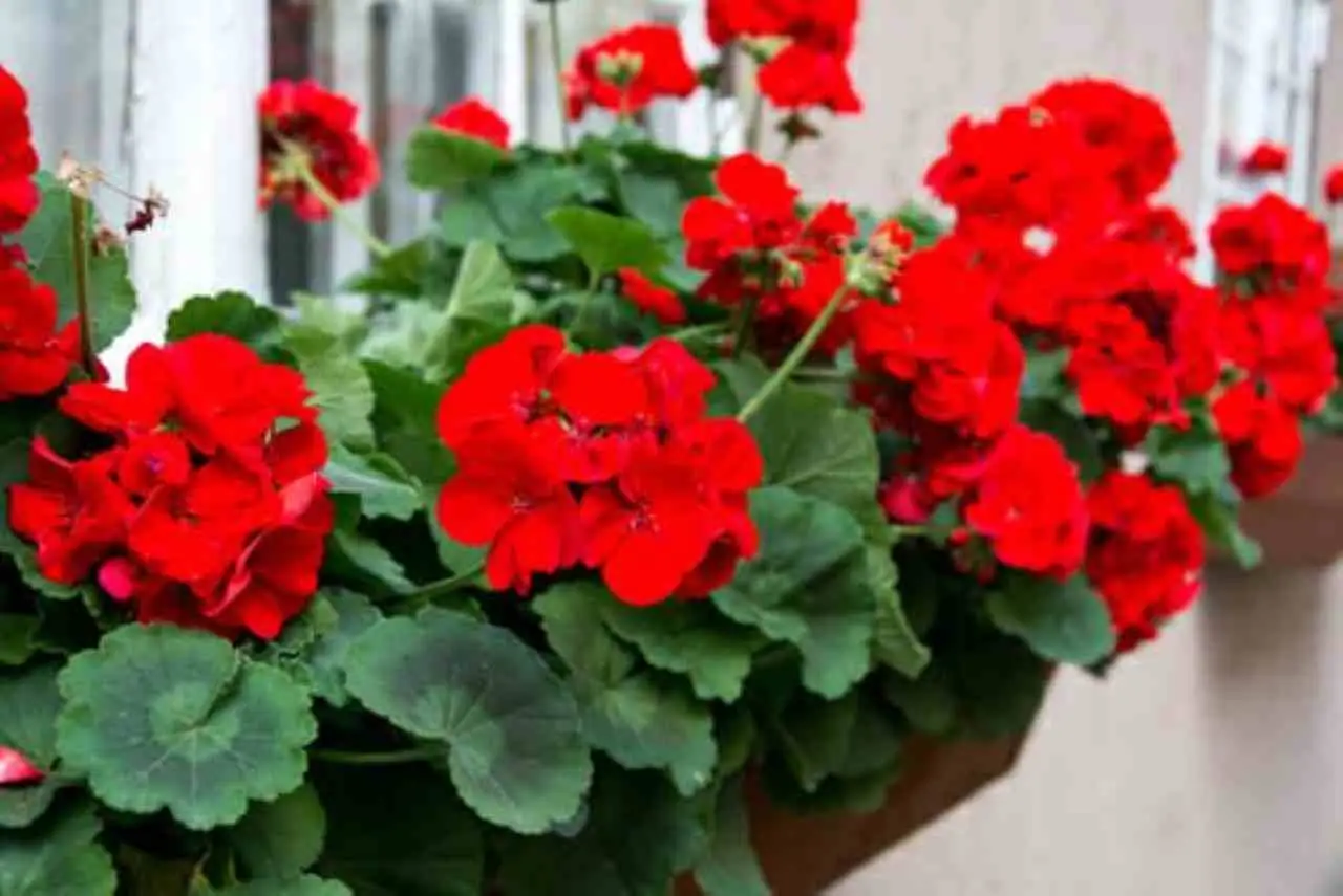 Mai più gerani spenti: come agire subito per valorizzare colore e vitalità delle piante Mai più gerani spenti: come agire subito per valorizzare colore e vitalità delle piante