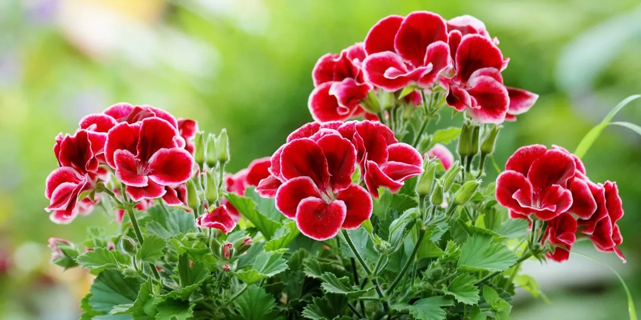 Mai più gerani spenti: come agire subito per valorizzare colore e vitalità delle piante Mai più gerani spenti: come agire subito per valorizzare colore e vitalità delle piante