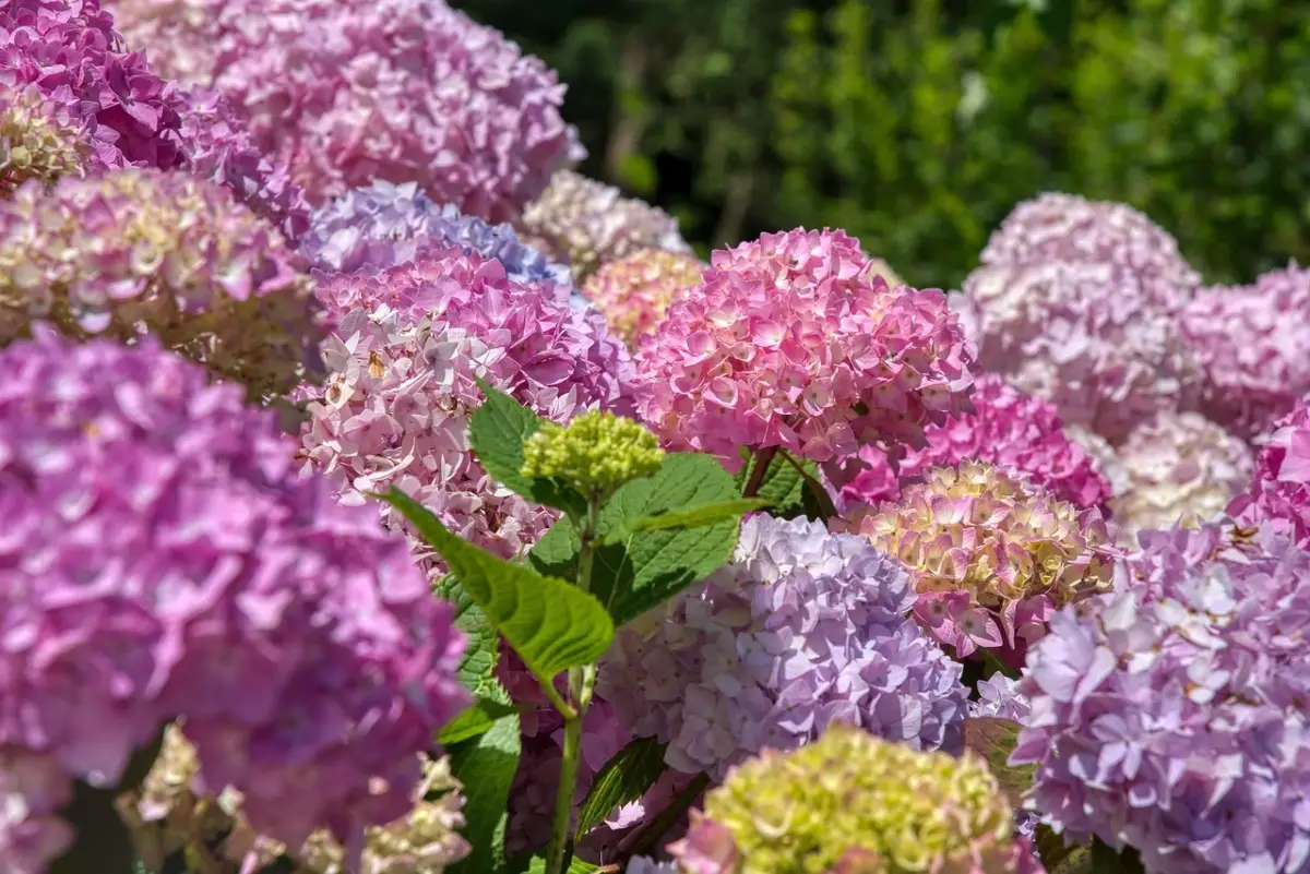 Piante acidofile: il segreto per valorizzare ortensie e azalee senza errori Piante acidofile: il segreto per valorizzare ortensie e azalee senza errori