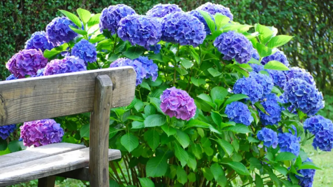 Irrigazione intelligente: quando e come bagnare le ortensie per massimizzare la fioritura