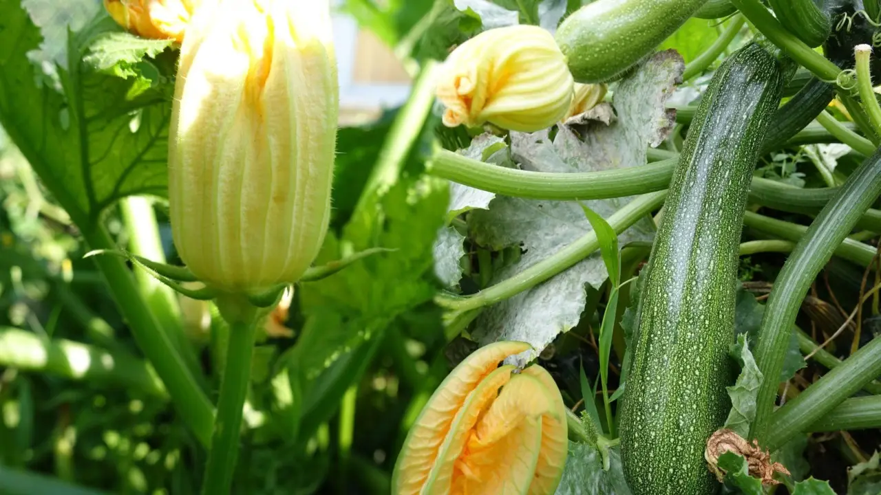 Zucchine giganti senza trattamenti: il segreto è nel compost di bucce Zucchine giganti senza trattamenti: il segreto è nel compost di bucce