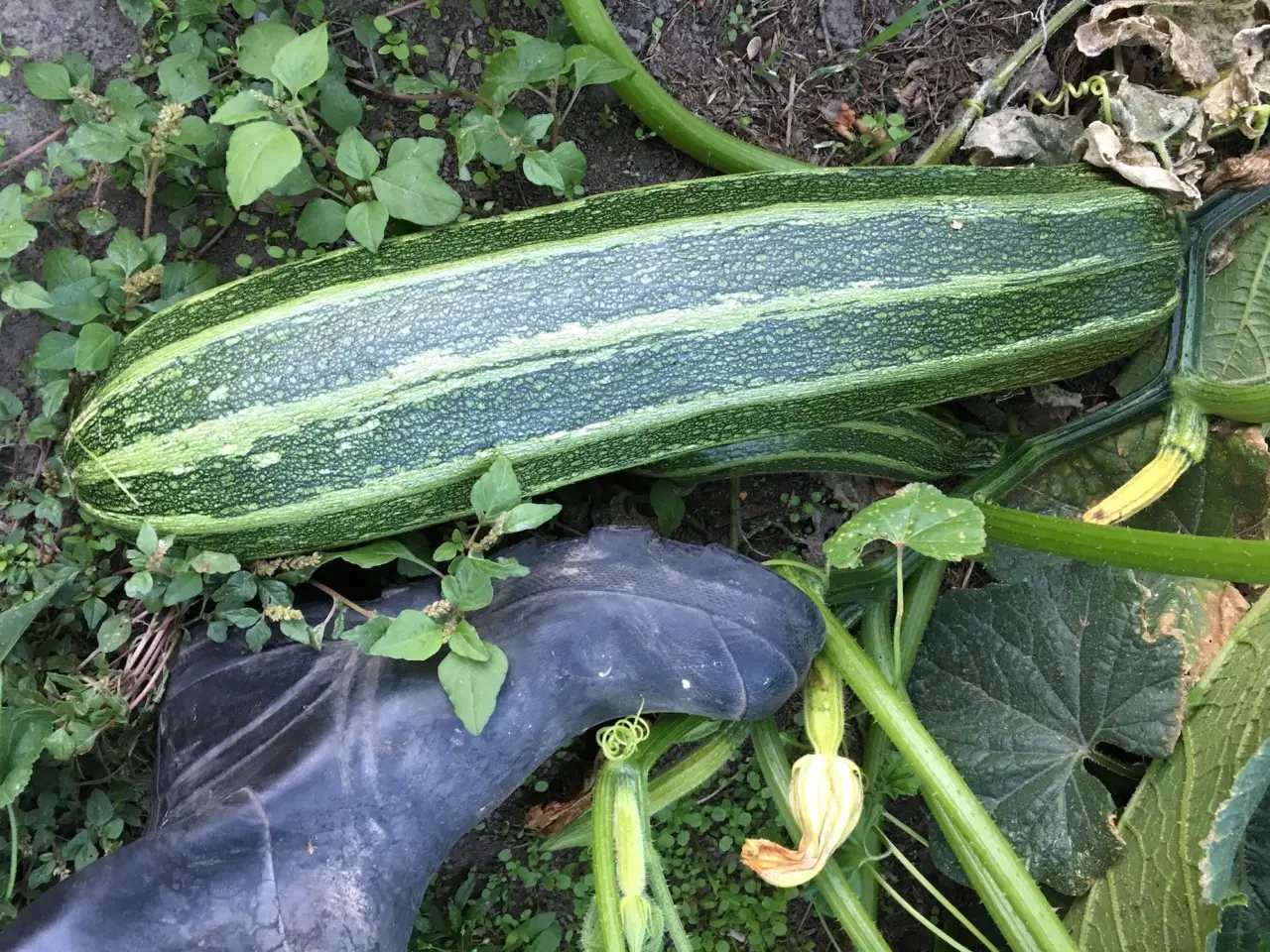 Zucchine giganti senza trattamenti: il segreto è nel compost di bucce Zucchine giganti senza trattamenti: il segreto è nel compost di bucce