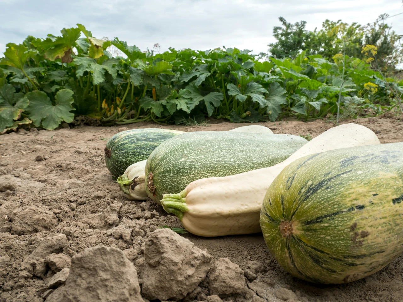 Zucchine giganti senza trattamenti: il segreto è nel compost di bucce Zucchine giganti senza trattamenti: il segreto è nel compost di bucce