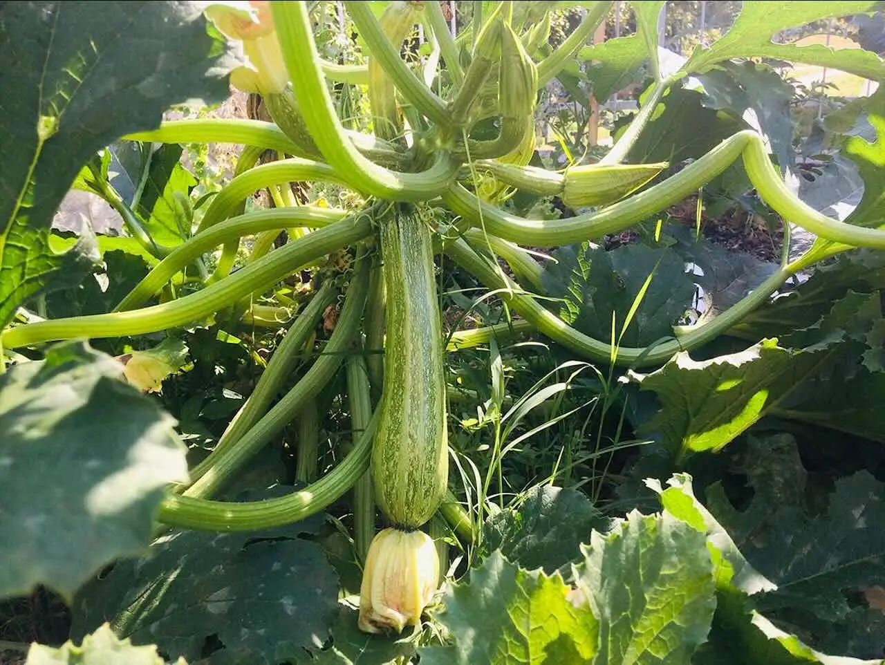 Zucchine giganti senza trattamenti: il segreto è nel compost di bucce Zucchine giganti senza trattamenti: il segreto è nel compost di bucce