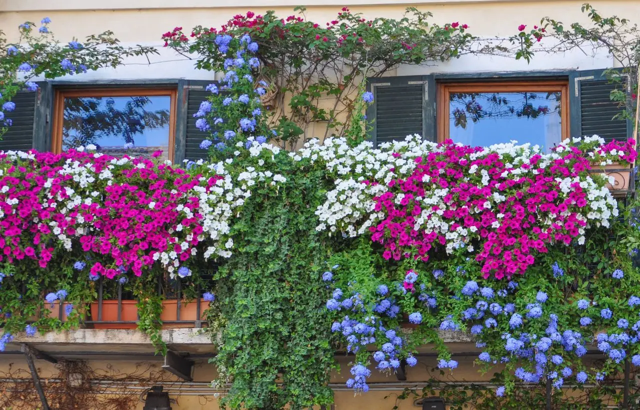 Creare un angolo ombreggiato in terrazza: le tende naturali con rampicanti veloci Creare un angolo ombreggiato in terrazza: le tende naturali con rampicanti veloci