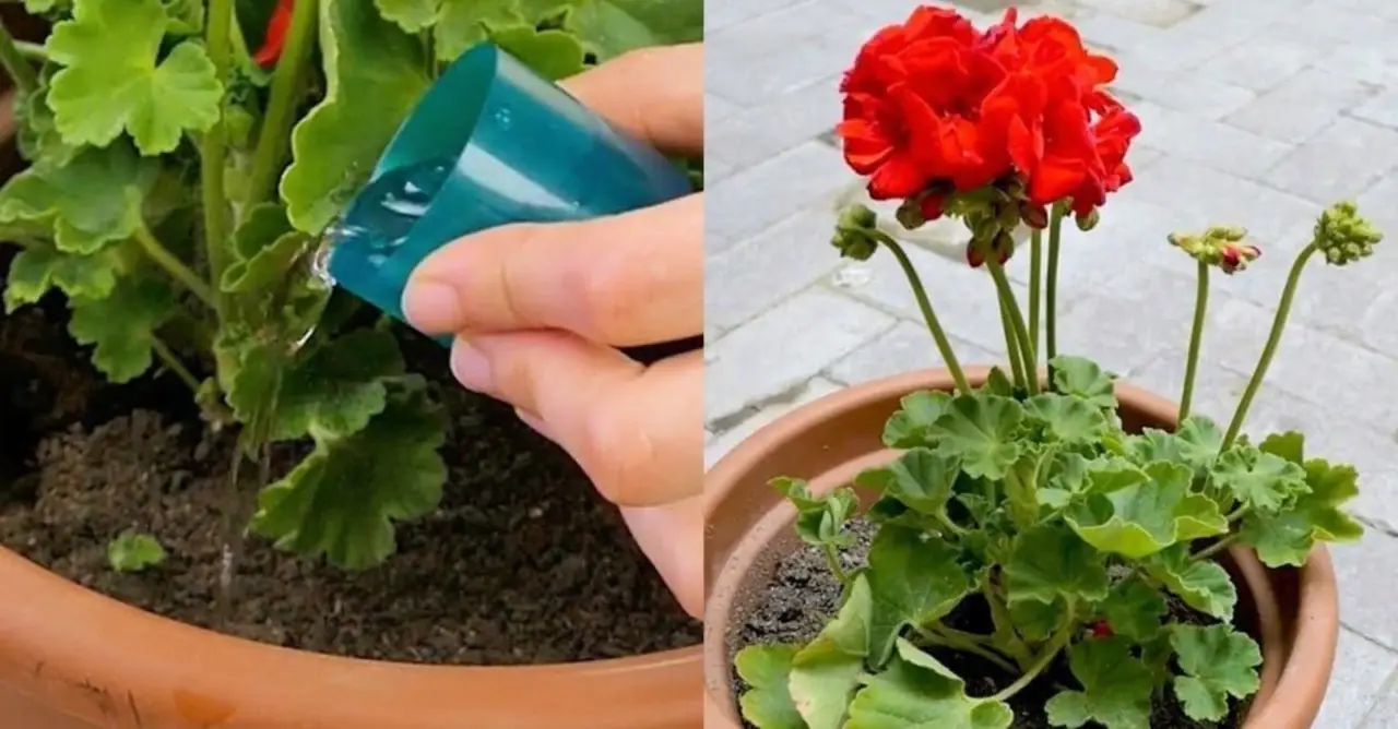 Gerani esplosivi di colore: il fertilizzante liquido di cui nessuno parla Gerani esplosivi di colore: il fertilizzante liquido di cui nessuno parla