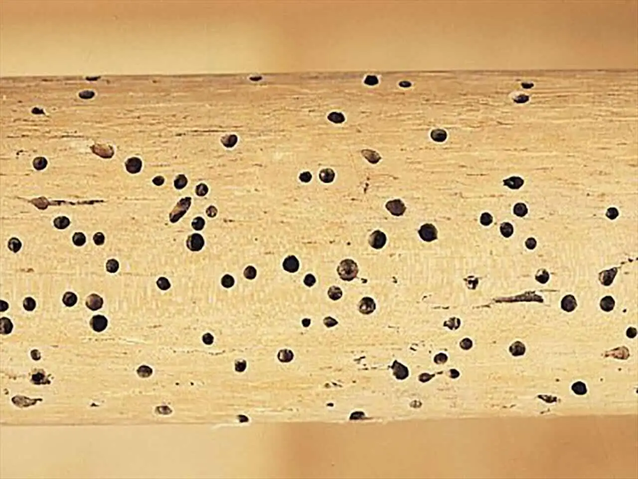 Muri bianchi perfetti: come coprire i puntini con un bastoncino improvvisato Muri bianchi perfetti: come coprire i puntini con un bastoncino improvvisato