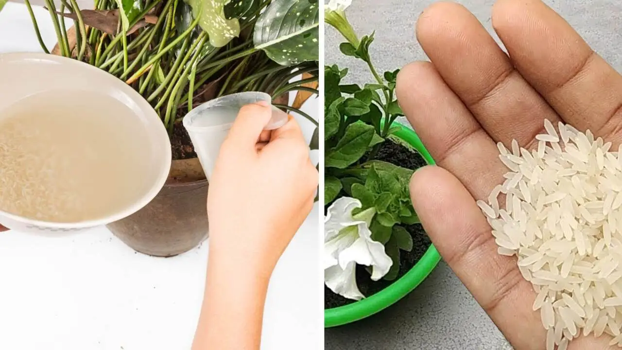 Il mix di compost e tè: fertilizzante fai-da-te per piante da balcone Il mix di compost e tè: fertilizzante fai-da-te per piante da balcone