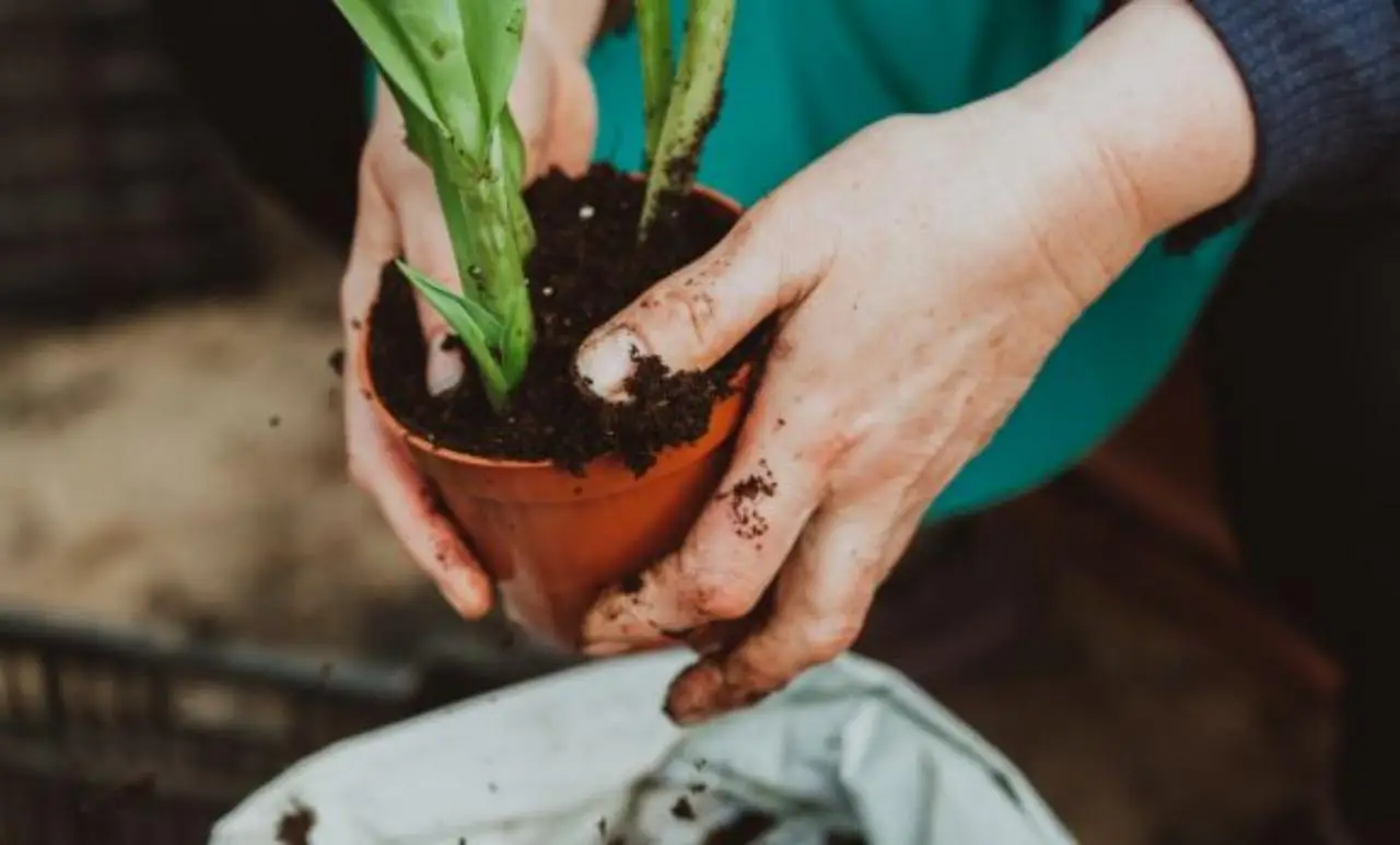 Il mix di compost e tè: fertilizzante fai-da-te per piante da balcone Il mix di compost e tè: fertilizzante fai-da-te per piante da balcone