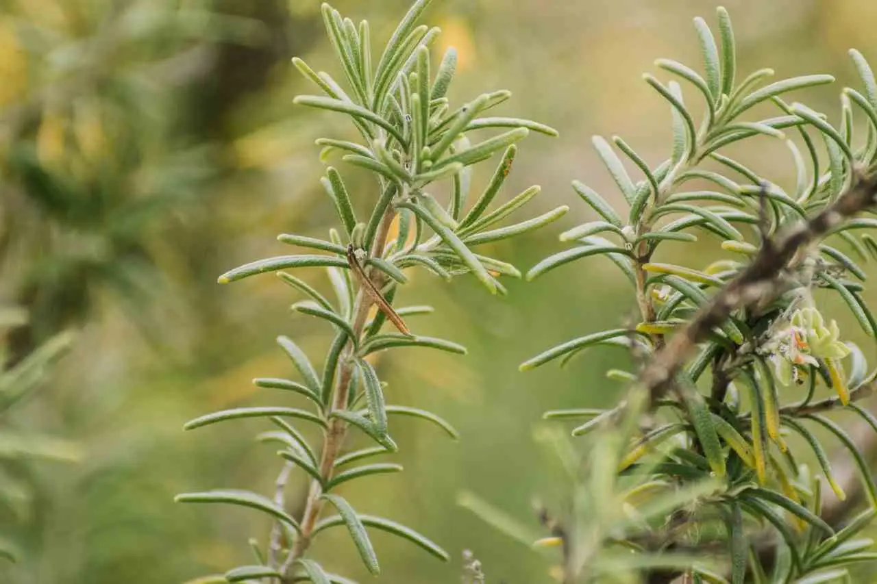 L’antinfiammatorio naturale che nasce nel tuo orto L’antinfiammatorio naturale che nasce nel tuo orto
