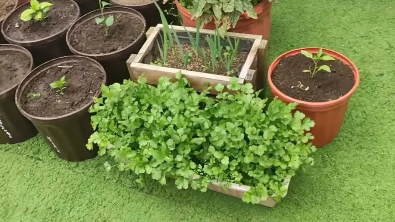 Spezie sul balcone: come coltivare coriandolo e origano tutto l’anno Spezie sul balcone: come coltivare coriandolo e origano tutto l’anno