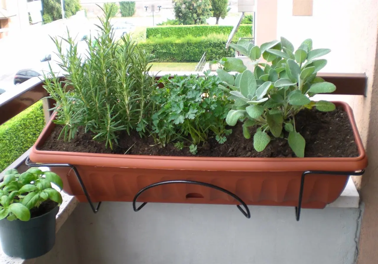 Spezie sul balcone: come coltivare coriandolo e origano tutto l’anno Spezie sul balcone: come coltivare coriandolo e origano tutto l’anno