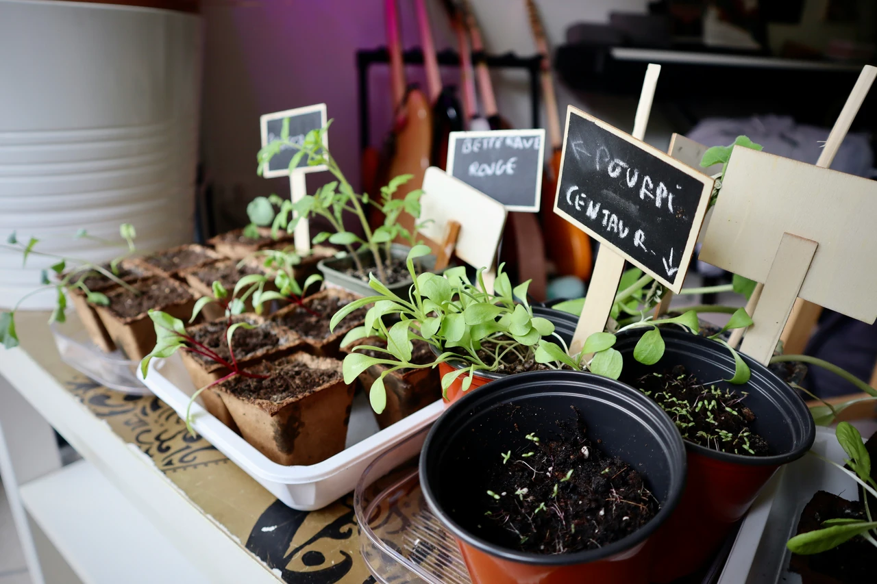 Spezie sul balcone: come coltivare coriandolo e origano tutto l’anno Spezie sul balcone: come coltivare coriandolo e origano tutto l’anno