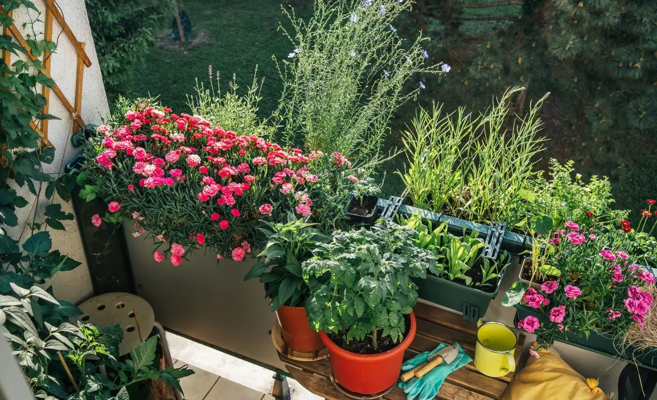 Vuoi piante sempre rigogliose in balcone? Ecco la soluzione semplice che devi sapere Vuoi piante sempre rigogliose in balcone? Ecco la soluzione semplice che devi sapere
