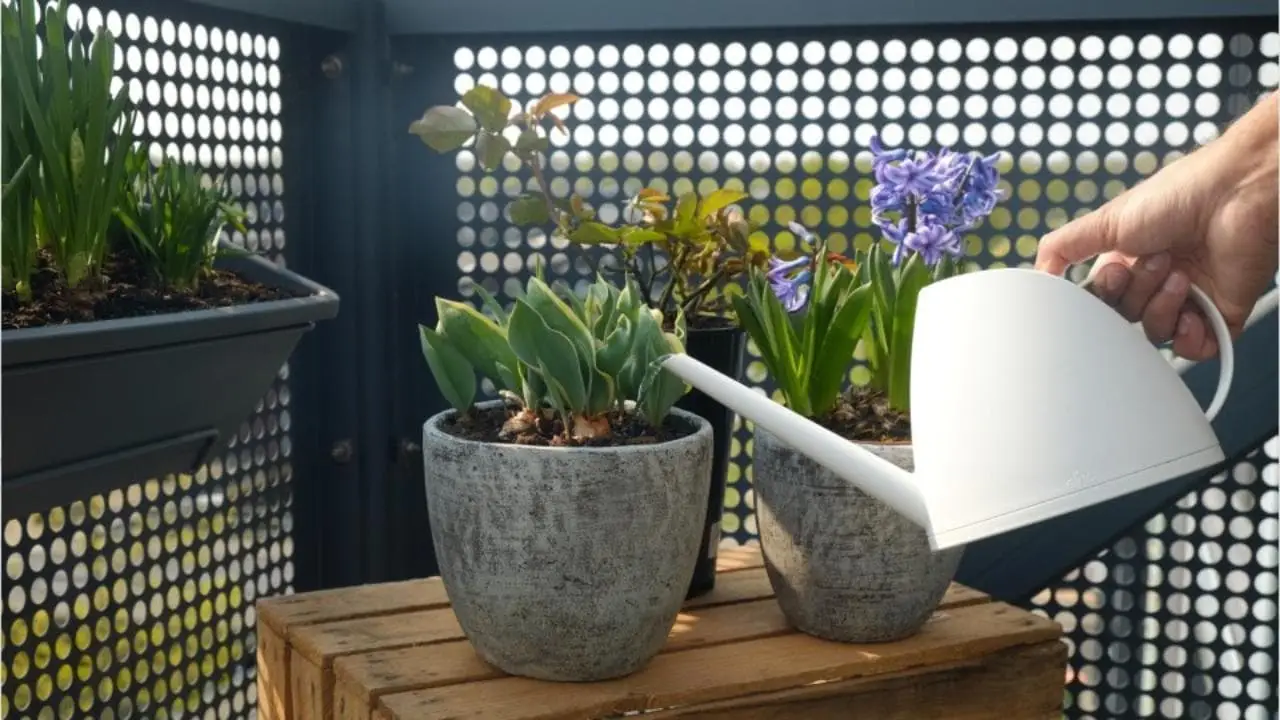 Vuoi piante sempre rigogliose in balcone? Ecco la soluzione semplice che devi sapere Vuoi piante sempre rigogliose in balcone? Ecco la soluzione semplice che devi sapere
