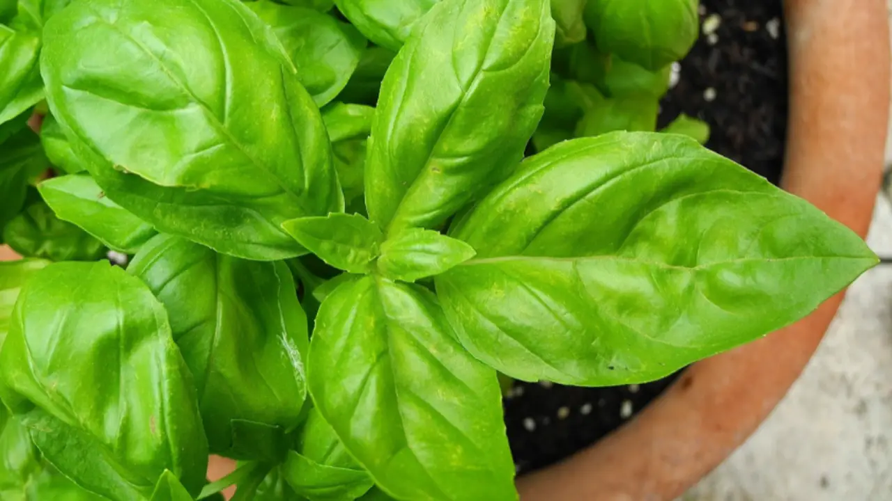 Foglie ingiallite sulla pianta di basilico: il rimedio domestico dimenticato da molti Foglie ingiallite sulla pianta di basilico: il rimedio domestico dimenticato da molti