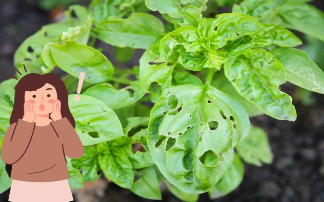 Foglie ingiallite sulla pianta di basilico: il rimedio domestico dimenticato da molti Foglie ingiallite sulla pianta di basilico: il rimedio domestico dimenticato da molti