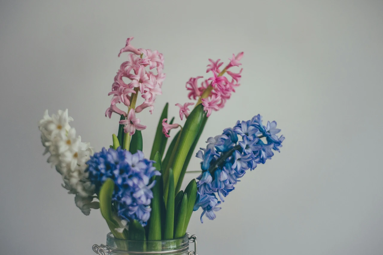 Il trucco che pochi conoscono per mantenere freschi i fiori recisi per una settimana Il trucco che pochi conoscono per mantenere freschi i fiori recisi per una settimana