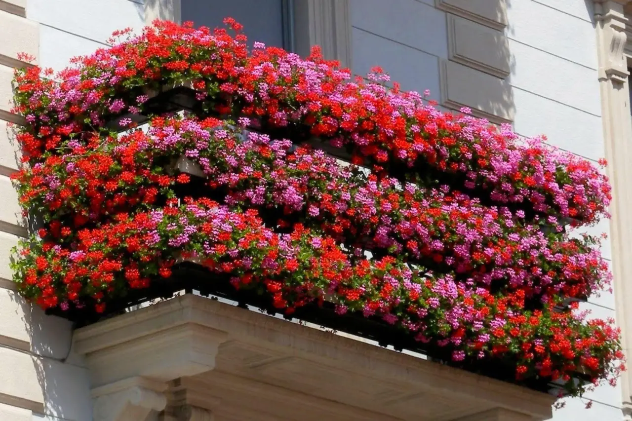 Vuoi gerani rigogliosi anche in balcone? Ecco come fertilizzarli in modo efficace Vuoi gerani rigogliosi anche in balcone? Ecco come fertilizzarli in modo efficace