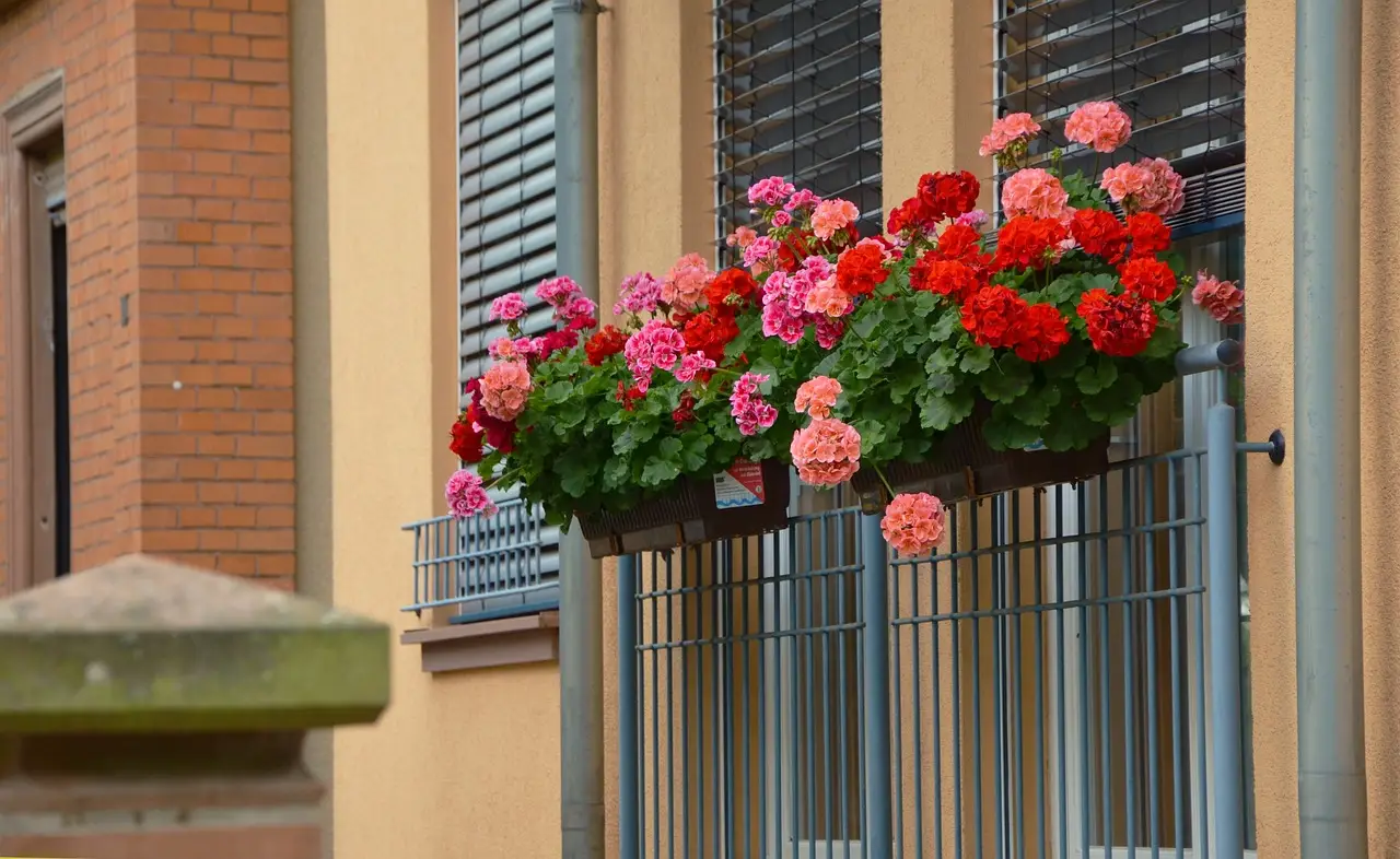 Vuoi gerani rigogliosi anche in balcone? Ecco come fertilizzarli in modo efficace Vuoi gerani rigogliosi anche in balcone? Ecco come fertilizzarli in modo efficace