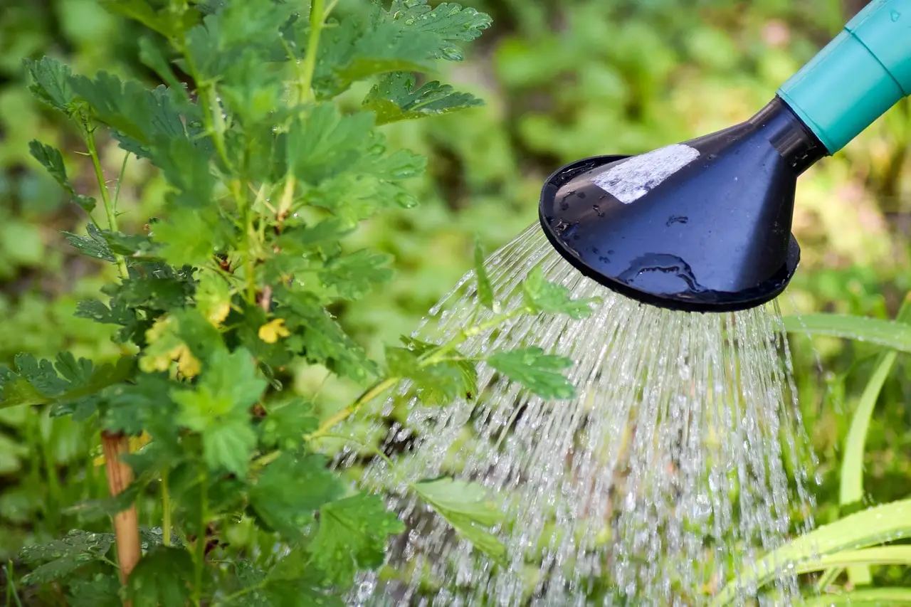 Le annaffiature ideali per gerani sani: frequenza, dosi e acqua consigliata Le annaffiature ideali per gerani sani: frequenza, dosi e acqua consigliata