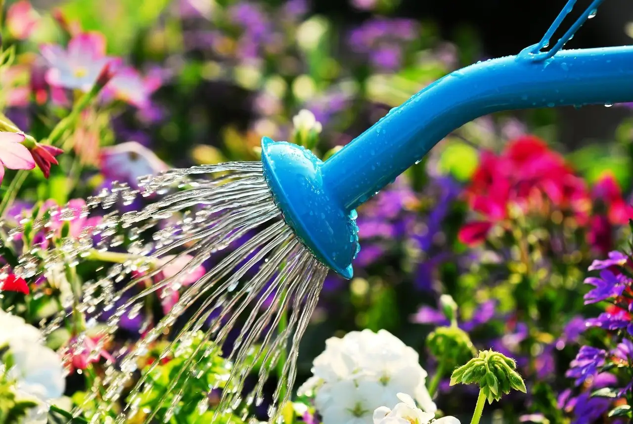 Le annaffiature ideali per gerani sani: frequenza, dosi e acqua consigliata Le annaffiature ideali per gerani sani: frequenza, dosi e acqua consigliata
