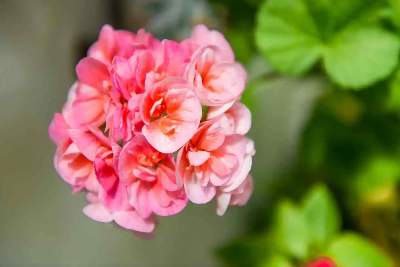 Cosa fare subito se i fiori dei tuoi gerani stanno appassendo: soluzioni rapide Cosa fare subito se i fiori dei tuoi gerani stanno appassendo: soluzioni rapide