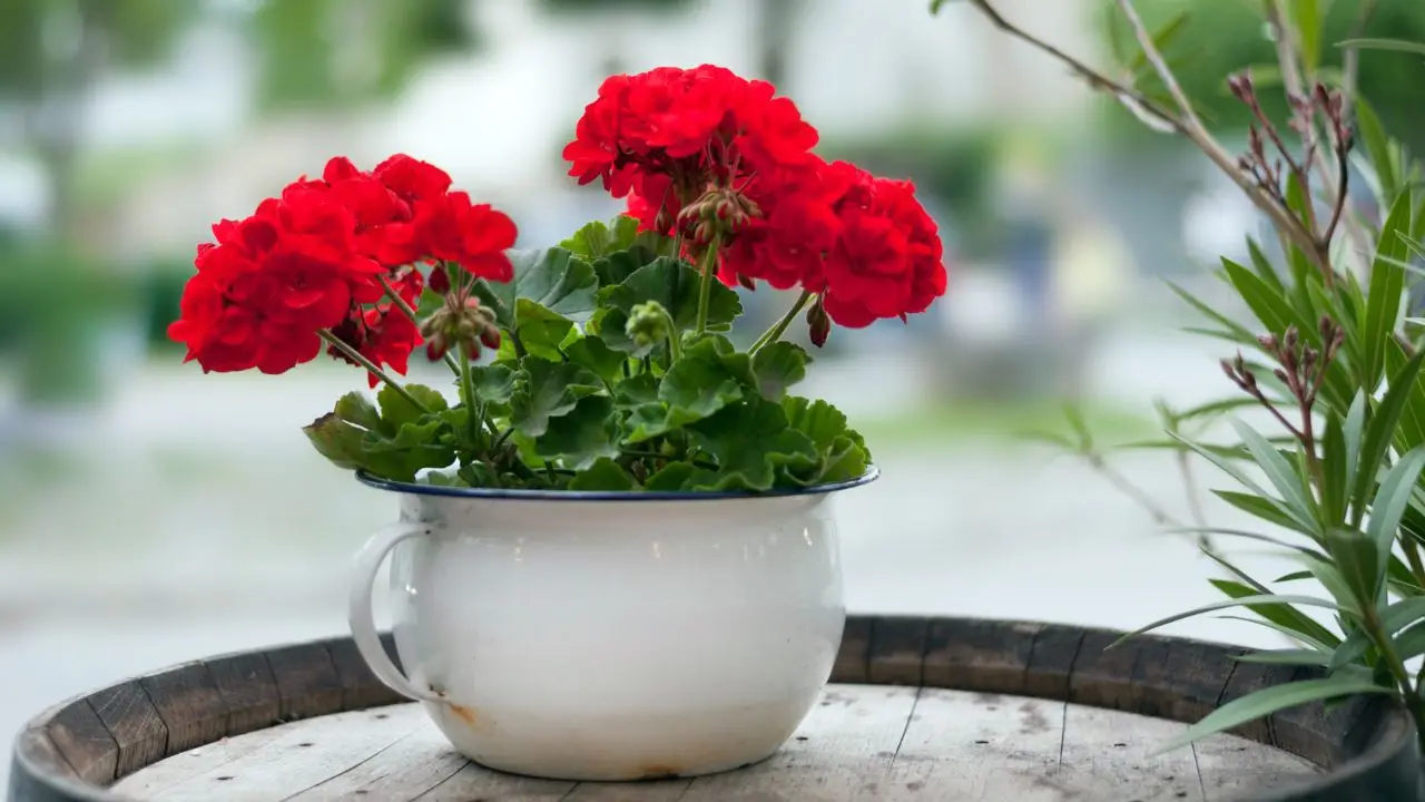 Cosa fare subito se i fiori dei tuoi gerani stanno appassendo: soluzioni rapide Cosa fare subito se i fiori dei tuoi gerani stanno appassendo: soluzioni rapide