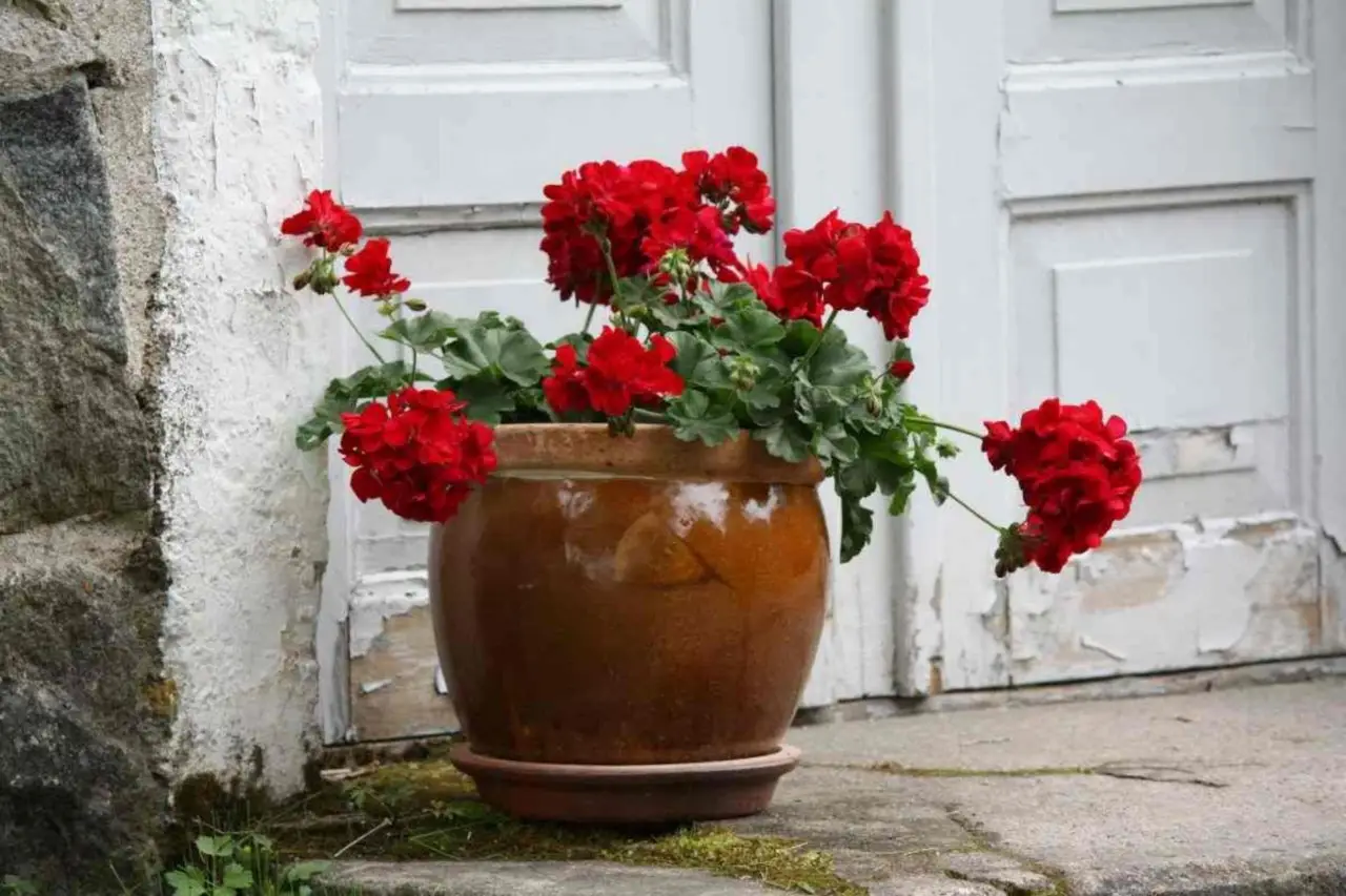 Cosa fare subito se i fiori dei tuoi gerani stanno appassendo: soluzioni rapide Cosa fare subito se i fiori dei tuoi gerani stanno appassendo: soluzioni rapide