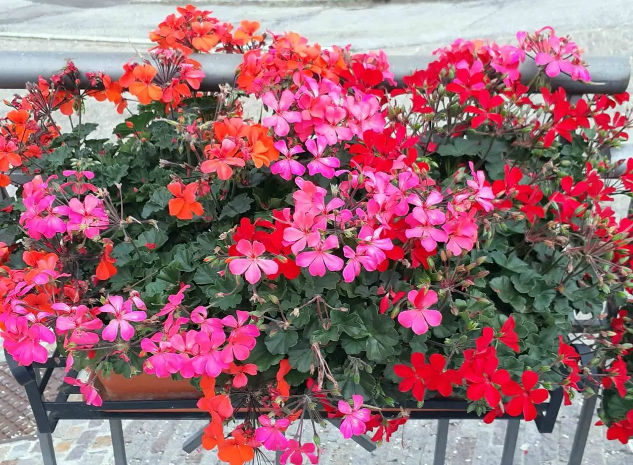 Scopri il fertilizzante naturale che trasforma i gerani in un tripudio di fiori vivaci Scopri il fertilizzante naturale che trasforma i gerani in un tripudio di fiori vivaci