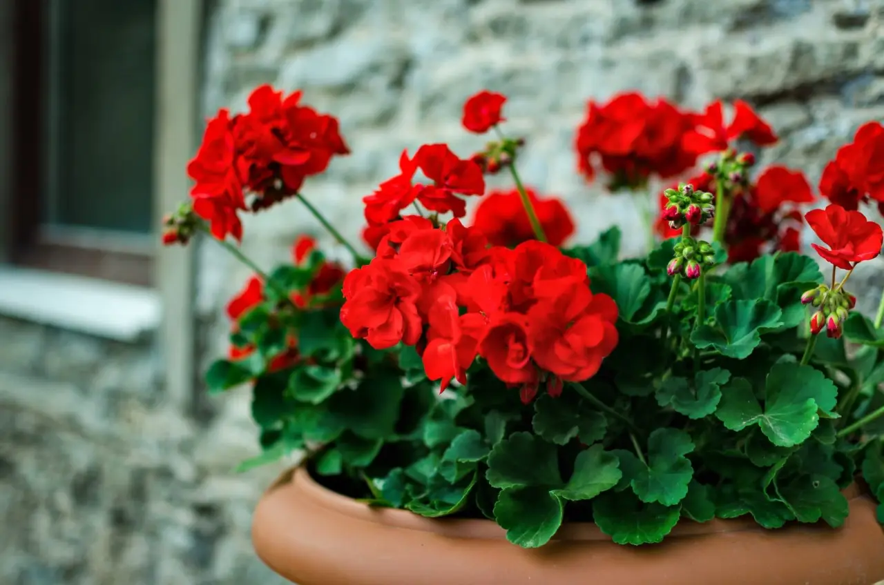 Come preparare il concime organico perfetto per gerani dai petali intensi e duraturi Come preparare il concime organico perfetto per gerani dai petali intensi e duraturi