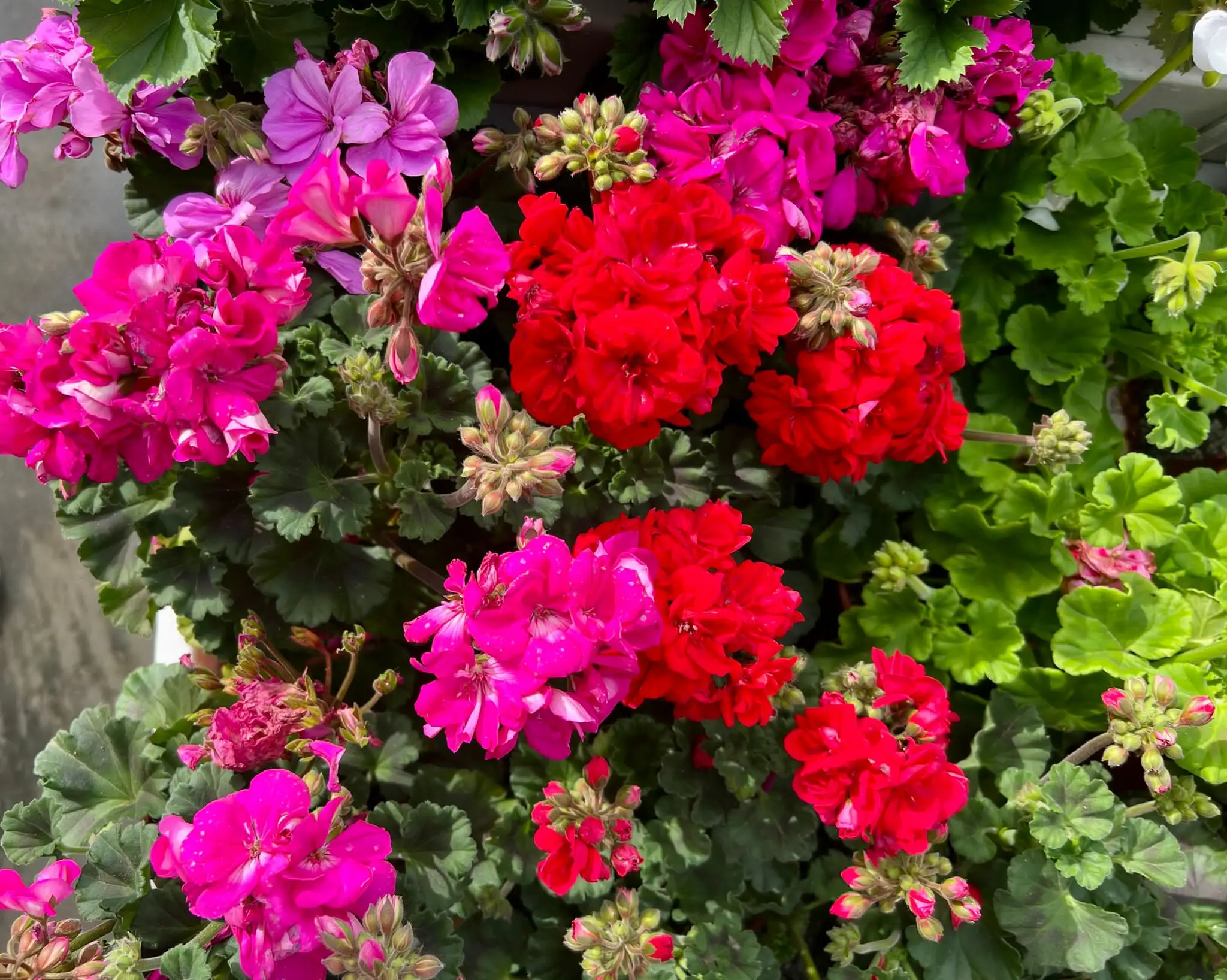 Esperienza diretta: il metodo ideale per avere gerani colorati e foglie rigogliose Esperienza diretta: il metodo ideale per avere gerani colorati e foglie rigogliose