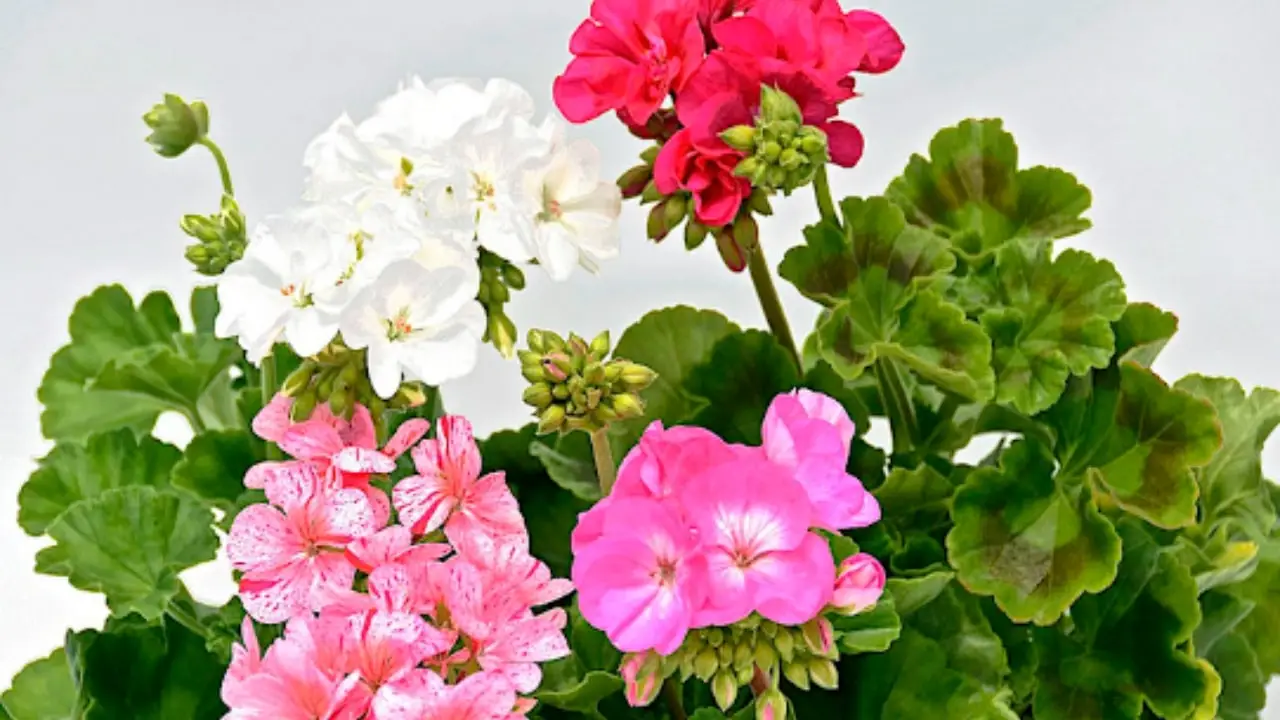 Esperienza diretta: il metodo ideale per avere gerani colorati e foglie rigogliose Esperienza diretta: il metodo ideale per avere gerani colorati e foglie rigogliose